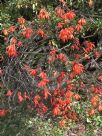 Erica cerinthoides