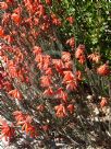 Erica cerinthoides