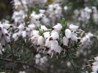 Erica darleyensis Silberschmelze