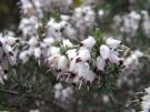 Erica darleyensis Silberschmelze