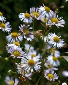 Erigeron annuus