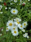 Erigeron annuus