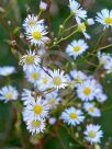 Erigeron annuus