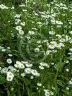 Erigeron annuus