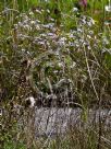 Erigeron annuus