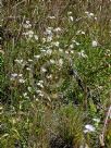 Erigeron annuus