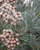 Eriogonum arborescens