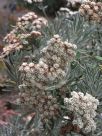 Eriogonum arborescens