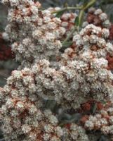 Eriogonum giganteum