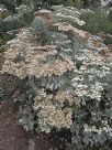 Eriogonum giganteum