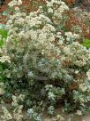 Eriogonum giganteum