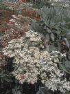 Eriogonum giganteum