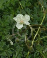 Erodium chrysanthum