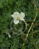 Erodium chrysanthum