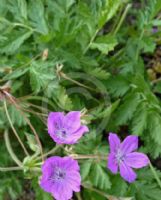 Erodium manescavii