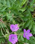 Erodium manescavii