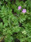 Erodium manescavii