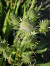 Eryngium agavifolium