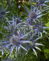 Eryngium bourgatii