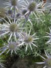 Eryngium bourgatii