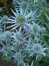 Eryngium bourgatii