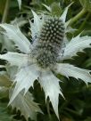 Eryngium giganteum