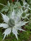 Eryngium giganteum