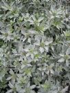 Eryngium maritimum