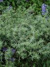 Eryngium tripartitum