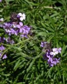 Erysimum linifolium