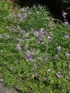 Erysimum linifolium