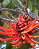 Erythrina coralloides