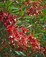 Erythrina crista-galli