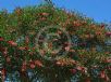 Erythrina crista-galli