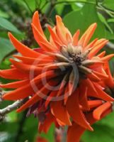 Erythrina lysistemon