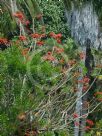 Erythrina lysistemon