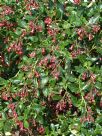 Escallonia rubra macrantha