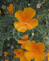 Eschscholzia californica