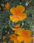 Eschscholzia californica