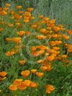 Eschscholzia californica