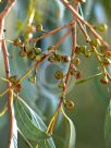 Eucalyptus acaciiformis