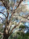 Eucalyptus acaciiformis