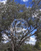 Eucalyptus albens