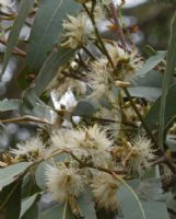 Eucalyptus amplifolia