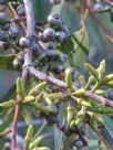 Eucalyptus amplifolia