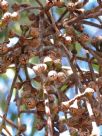 Eucalyptus amplifolia