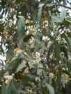 Eucalyptus amplifolia