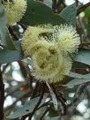 Eucalyptus angulosa