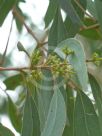 Eucalyptus argophloia