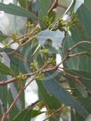 Eucalyptus argophloia